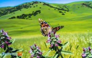 Painted Lady Butterfly Arrive In Oregon