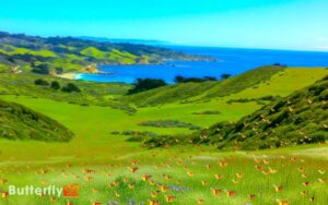 Painted Lady Butterfly California Migration Path