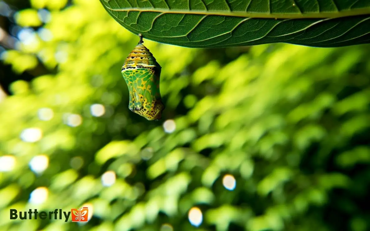 Painted Lady Butterfly Chrysalis Stage