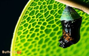 Painted Lady Butterfly Chrysalis Turns Black