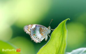 Painted Lady Butterfly Crumpled Wings