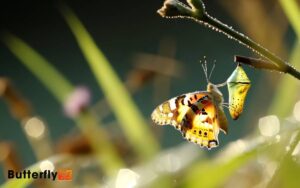 Painted Lady Butterfly Emerging From Chrysalis