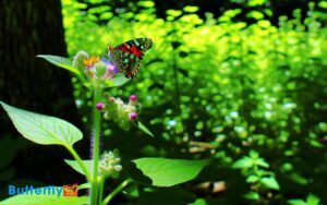 Painted Lady Butterfly In Pennsylvania