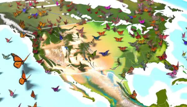 animal migration pathways