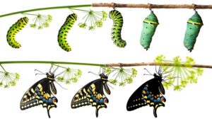 black swallowtail butterfly lifespan