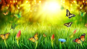 butterflies emerge in spring