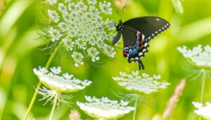 butterfly feasting on queen anne s lace