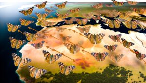 butterfly migration route illustrated