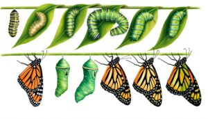 caterpillar metamorphosis to butterfly