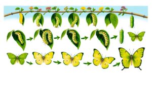 clouded sulphur butterfly development