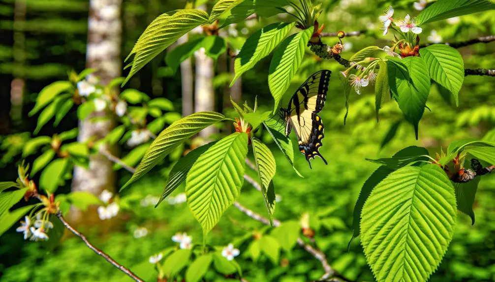 colorful butterfly species identified