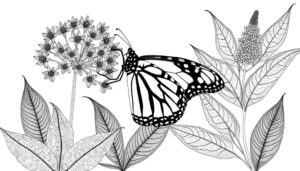 coloring pages monarch butterflies