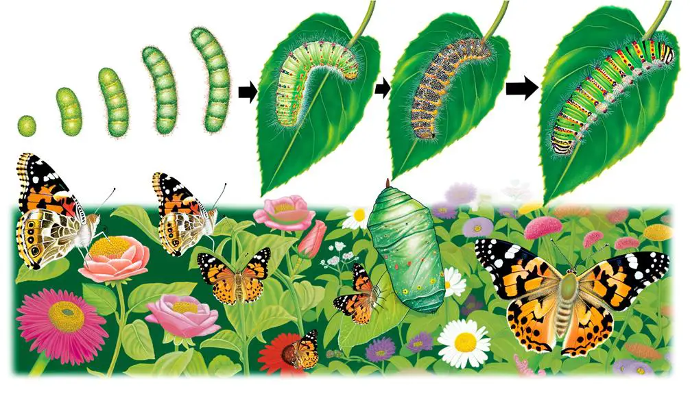 developmental phases of life