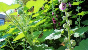 host plants for butterflies