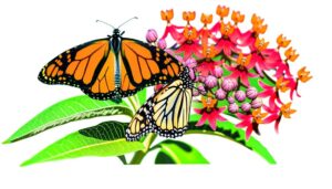 male female monarch differences