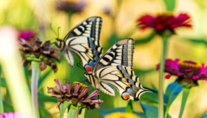 male female swallowtail comparison