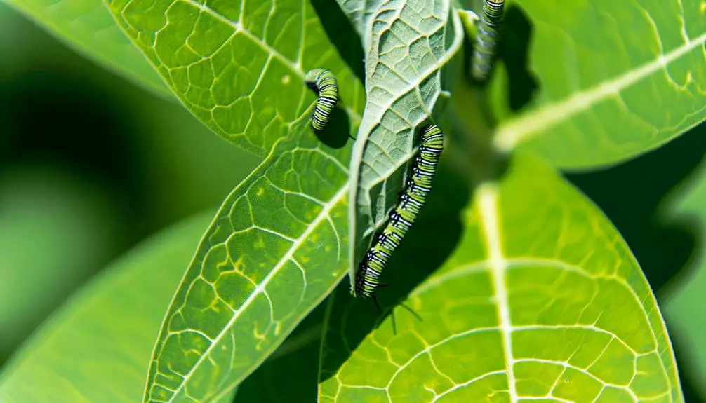 milkweed leaves consumption exclusively