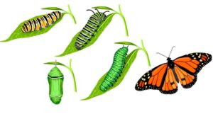 monarch butterfly life cycle