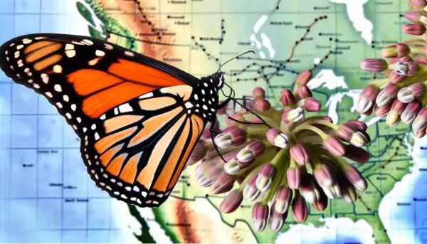 monarch butterfly migration paths