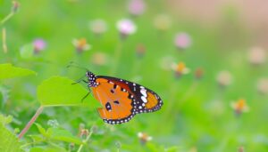 monarch butterfly side view