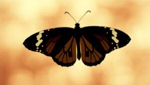 monarch butterfly silhouette outline