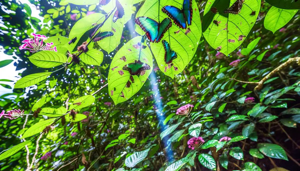 morpho butterflies primarily eat rotting fruit