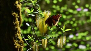 mourning cloak butterflies eat