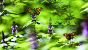 orange black butterfly species