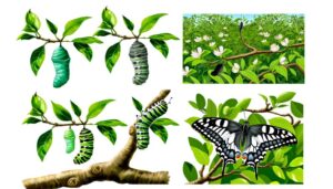 orchard swallowtail butterfly development