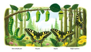 palamedes swallowtail lifespan details