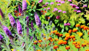 peacock butterflies prefer nectar rich flowers