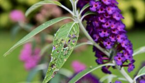 pests damaging butterfly bush