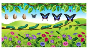 purple swallowtail butterfly development