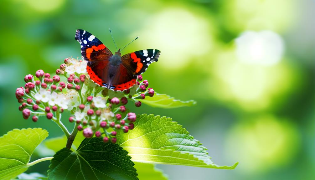 red admiral butterfly facts