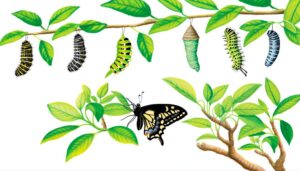 swallowtail butterfly life cycle