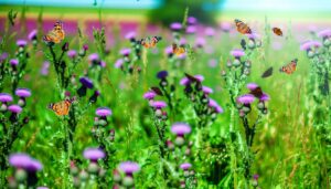 thistle attracts painted lady