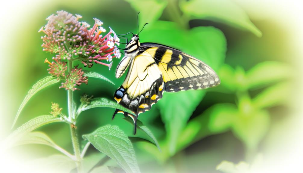 tiger swallowtail butterfly facts