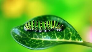 two tailed swallowtail caterpillar