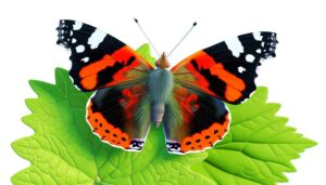 unique red admiral patterns