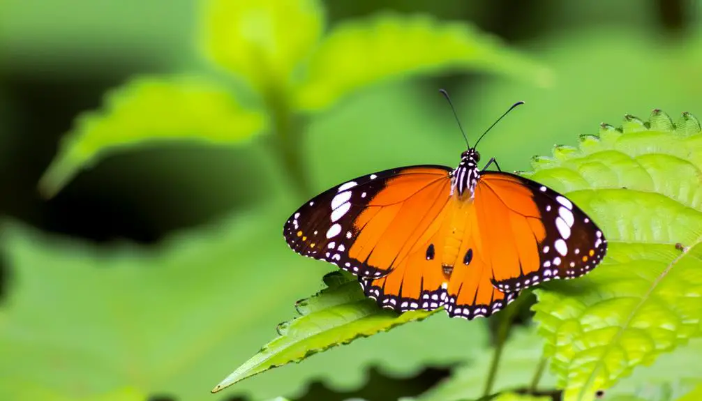 viceroy butterfly identification guide