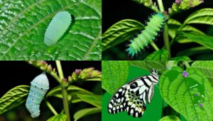 white peacock butterfly development