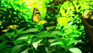 yellow butterfly resembles monarch