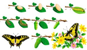 yellow swallowtail butterfly life cycle