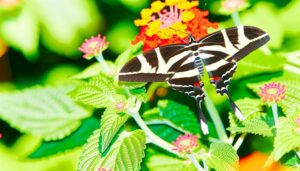 zebra swallowtail butterfly facts