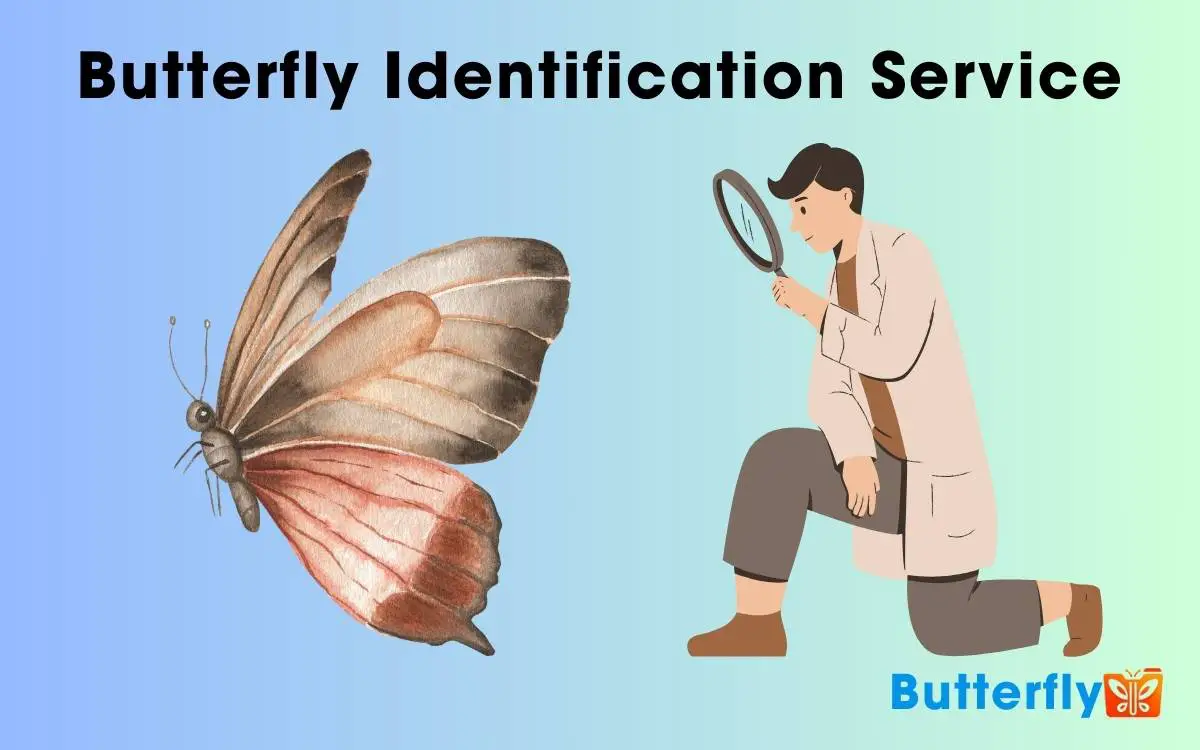 Butterfly Identification Service