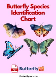 Butterfly Species Identification Chart A Visual PDF Resource