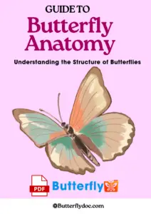 Guide to Butterfly Anatomy Understanding the Structure of Butterflies