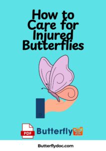 How to Care for Injured Butterflies A Practical PDF Guide