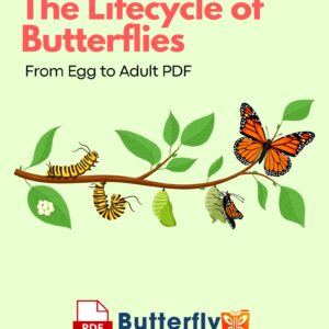 The Lifecycle of Butterflies From Egg to Adult PDF