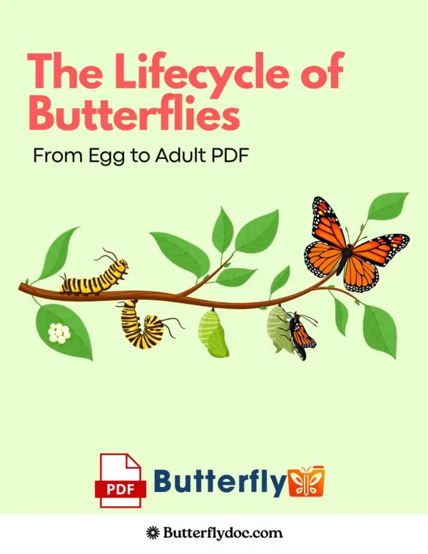 The Lifecycle of Butterflies From Egg to Adult PDF